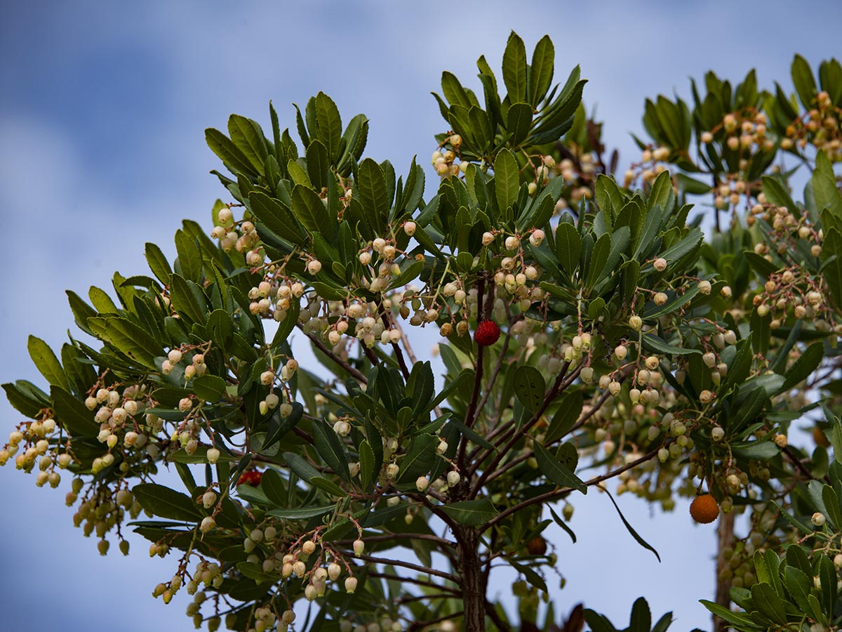 Blüten und Früchte